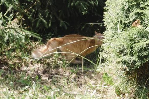 Ginger cat exploring grassy area natural daylight, curious alert, soft back.. Photos