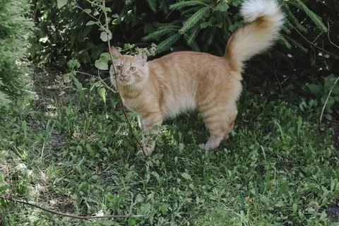 Ginger cat exploring grassy area natural daylight, curious alert, soft back.. Stockfoto's