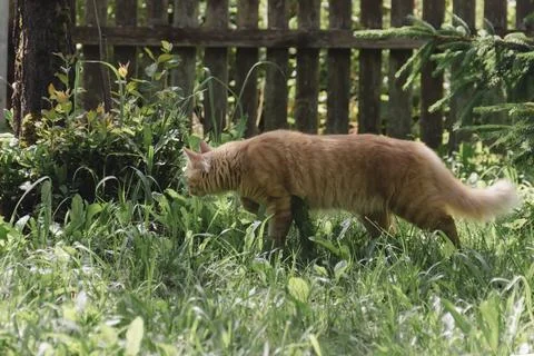 Ginger cat exploring grassy area natural daylight, curious alert, soft back.. Photos