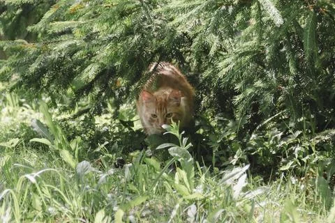 Ginger cat exploring grassy area in natural daylight, curious and alert, soft Photos