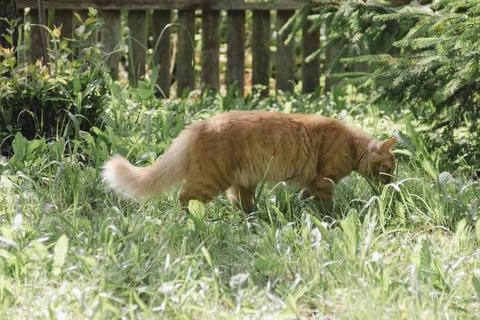Ginger cat exploring grassy area in natural daylight, curious and alert, soft Photos