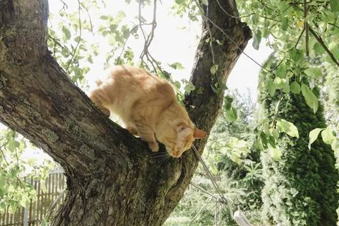 Ginger cat exploring grassy area in natural daylight, curious and alert, soft Фото