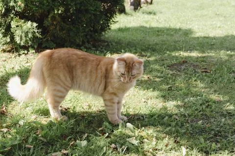 Ginger cat exploring grassy area in natural daylight, curious and alert, soft Photos