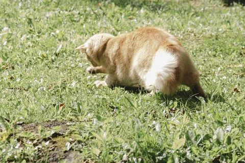 Ginger cat exploring grassy area in natural daylight, curious and alert, soft Фото