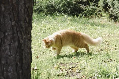 Ginger cat exploring grassy area in natural daylight, curious and alert, soft Photos