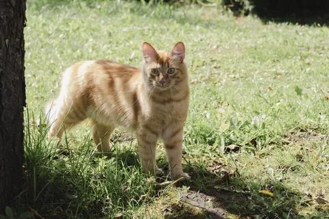 Ginger cat exploring grassy area in natural daylight, curious and alert, soft Photos