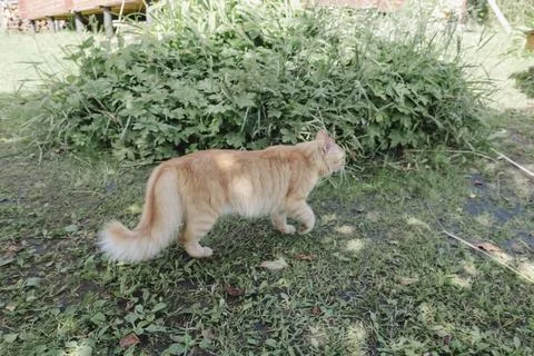 Ginger cat exploring grassy area in natural daylight, curious and alert, soft 库存照片