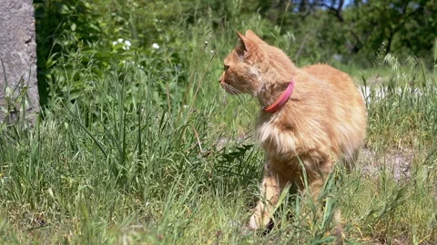 Ginger Cat Exploring Meadow Stock Footage 293197359