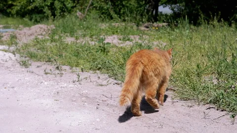 Ginger Cat Exploring Under Bushes Stock Footage 293203627
