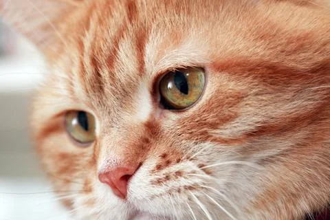 Ginger Cat Eye Stock Photos