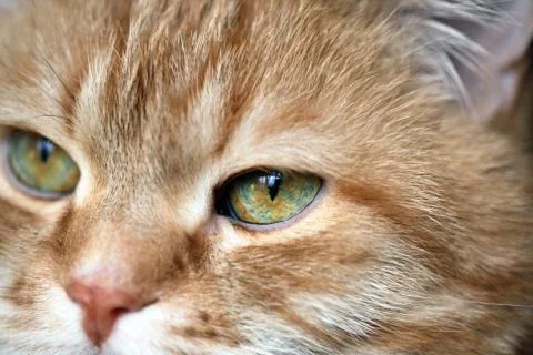 Ginger Cat Eye Stock Photos