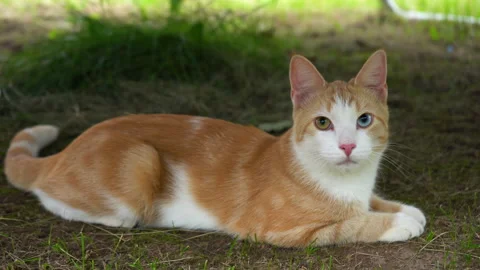 Ginger cat with eyes of different colors lying in the garden. Feline habits. Video stock 248610911