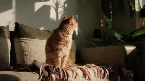 Ginger cat eyes fixed on the window, enjoying  of sunlight Video stock 317902075