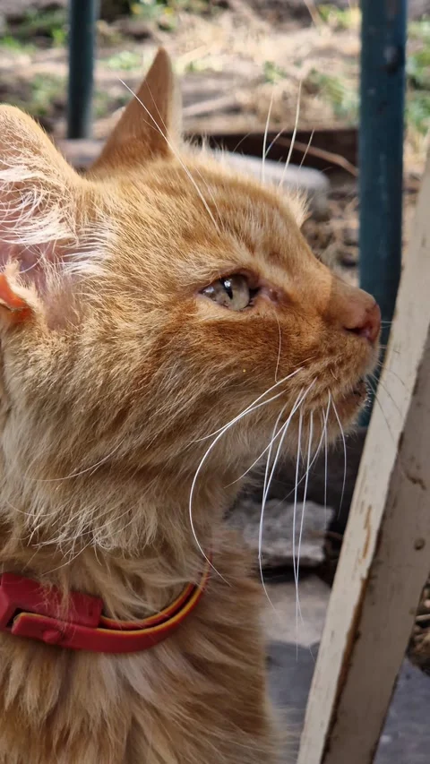 Ginger Cat Face Close-Up with Red Collar Stock-Footage 318355796
