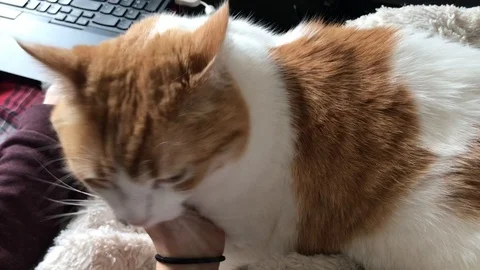 Ginger cat face Stock Footage 126423214