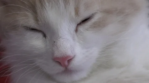 The ginger cat falling asleep Stock Footage 71140317