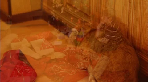 Ginger cat fears Stock Footage 7903970