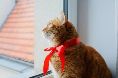 Ginger cat with festive red bow looking at the window. Pets at home before .. Stock Photos