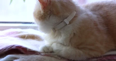 Ginger cat with a flea collar licking its nose 스톡 동영상 321835167