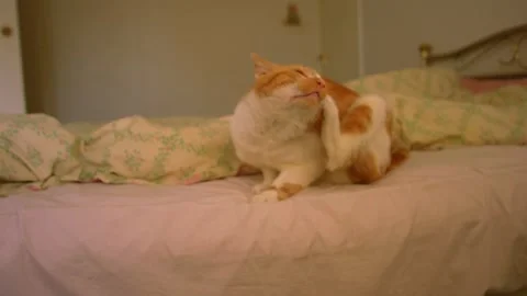 Ginger cat with fleas scratching ear Stock Footage 344747003