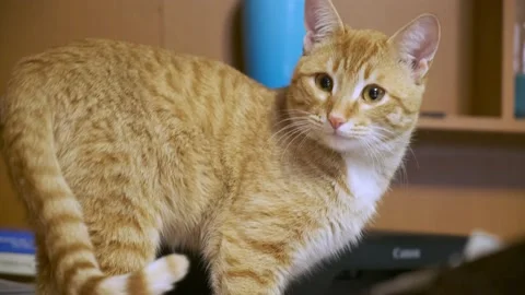 Ginger cat flees the crime scene Stock Footage 196822025