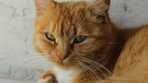 Ginger Cat Stock Footage 37841028