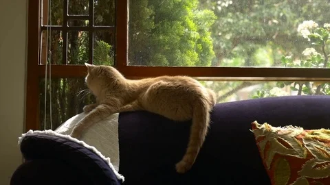 Ginger Cat Stock Footage 80204125