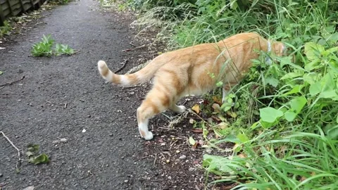 A Ginger Cat Stock Footage 134644788