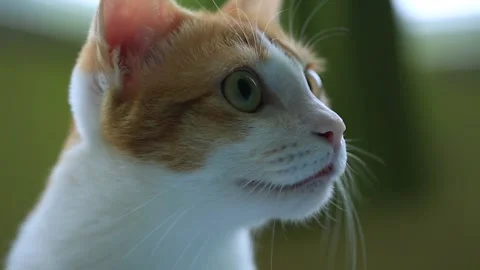 Ginger cat Stock Footage 171143292