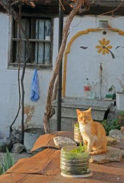 Ginger cat in front yard Stock Photos