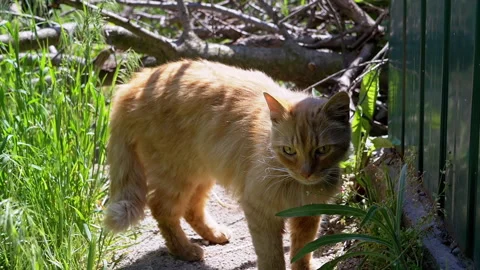 Ginger Cat in the Garden Stock Footage 293197365