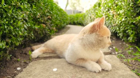 A ginger cat in the garden HD Stock Footage 79623904