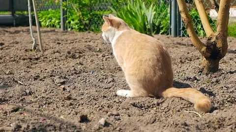 A ginger cat in a garden HD Stock Footage 79624196