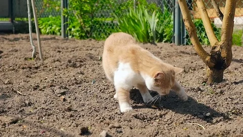 A ginger cat in a garden HD 库存影片 79624277