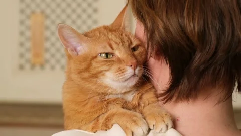 Ginger cat gently rubbing against a woman's ear. Stock Footage 300105582