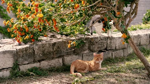 Ginger cat. A ginger cat sits under a tree. Video stock 166866425