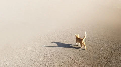 Ginger cat goes empty asphalt street,tail up in sunny summer day,shadow on road Stock Photos