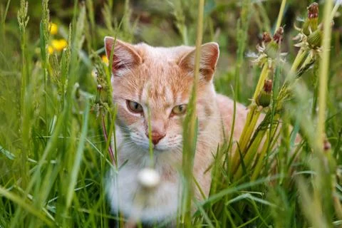 Ginger cat in the grass Stock Photos