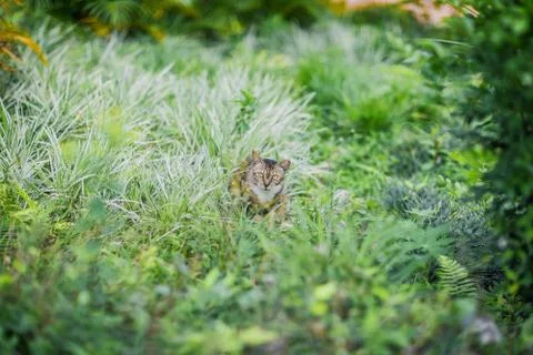 Ginger cat in grass Stock Photos