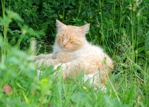 Ginger cat in the grass Stock Photos