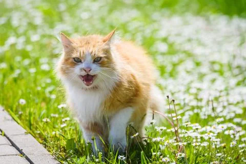 Ginger cat on grass. Stock Photos