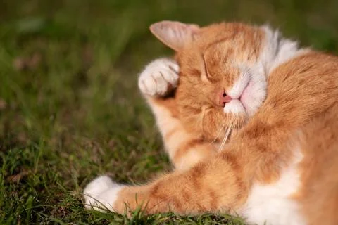 A ginger cat in the grass Stock Photos