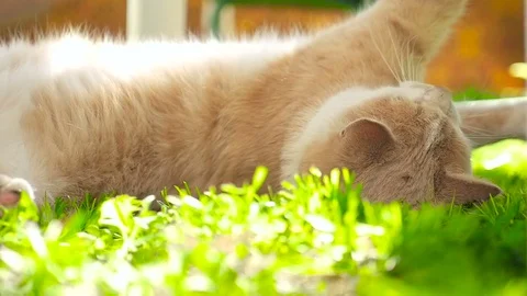 A ginger cat on a green lawn HD Stock Footage 79623903