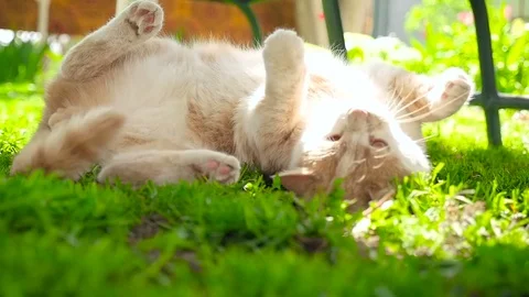 A ginger cat on a green lawn HD Stock Footage 79623966