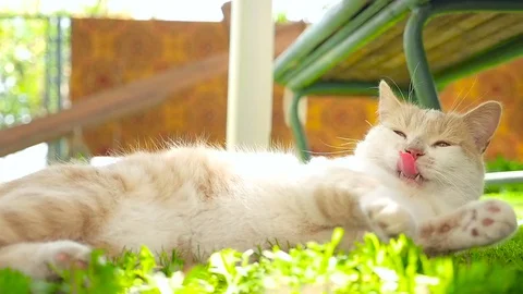 A ginger cat on a green lawn HD Stock Footage 79623975