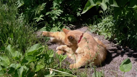 Ginger Cat Grooming in the Garden Stock Footage 293204820