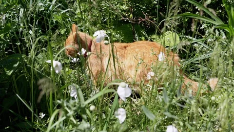 Ginger Cat Grooming in Garden Stock Footage 293206499
