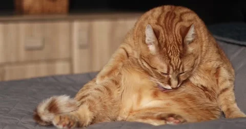 Ginger cat grooming itself on a bed, close-up shot Stock Footage 339067332