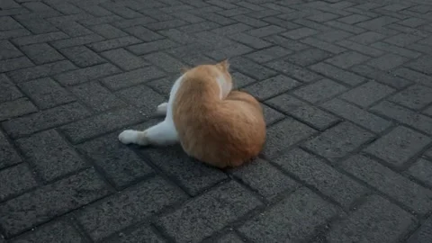 Ginger Cat Grooming Itself Outdoors Stock Footage 311353665