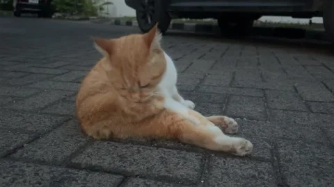 Ginger Cat Grooming Itself Outdoors Stock Footage 311353671